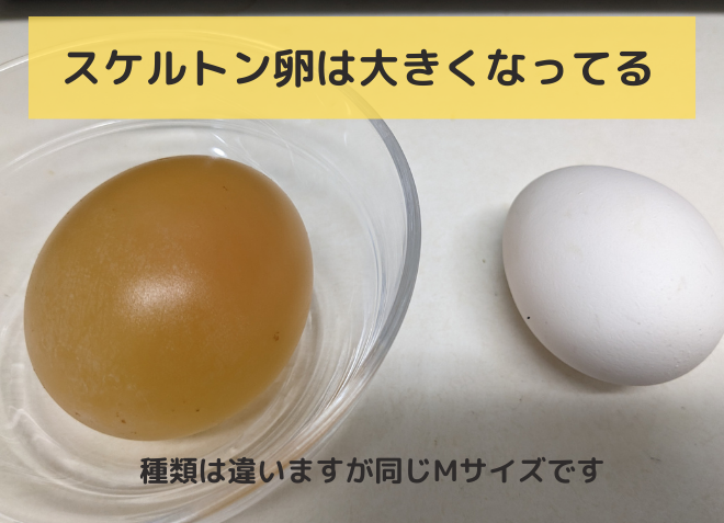卵２個